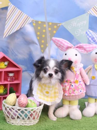 20240319マイアちゃん